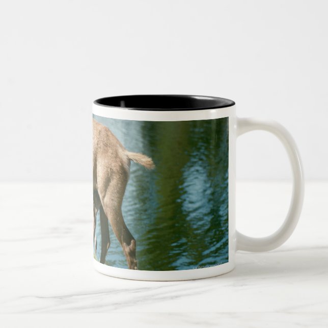 Tasse 2 Couleurs Progéniture de soins de cerfs communs rouges (Droit)