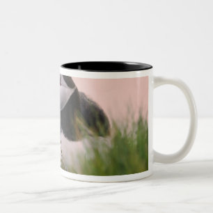 Tasse 2 Couleurs Puffin de l'Atlantique (Fratercula arctica)