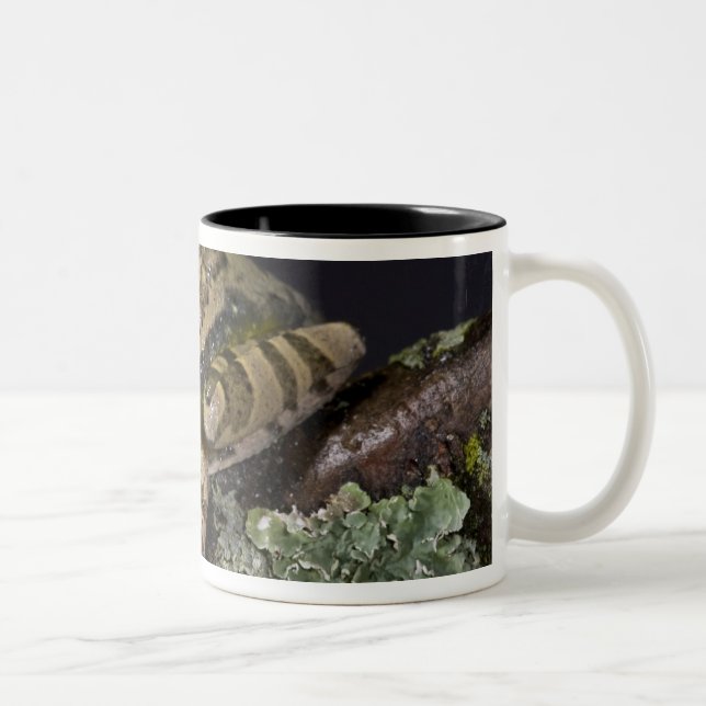 Tasse 2 Couleurs Rainette aux yeux rouges d'Afrique, Leptopelis (Droit)