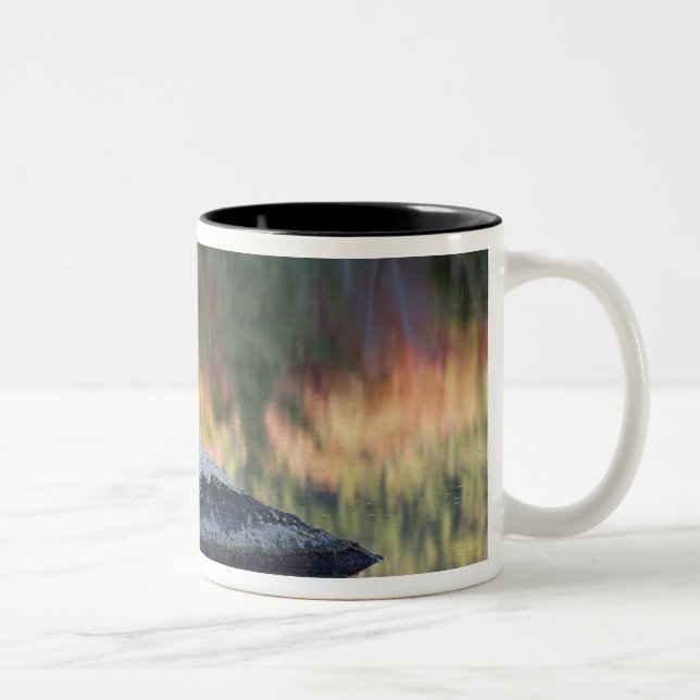 Tasse 2 Couleurs Reflet de roche et d'arbre, étang aux nénuphars, W (Droit)