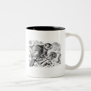 Tasse 2 Couleurs Rétros castors et barrage d'illustration vintage
