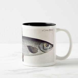Tasse 2 Couleurs (Salmo Maraena) plat saumoné XXVII de 'Ichthyolo