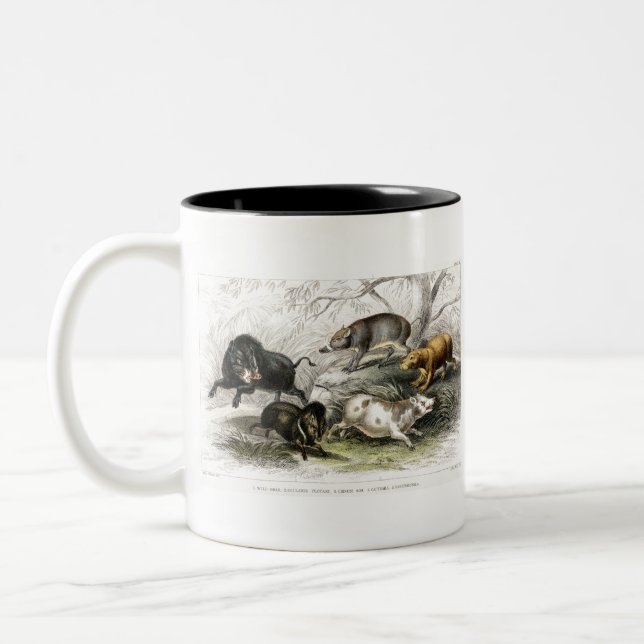 Tasse 2 Couleurs Sanglier, Peccaire En Collier, Semelle Chinoise, C (Gauche)