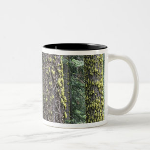Tasse 2 Couleurs Séquoia géantes dans la forêt, Séquoia et