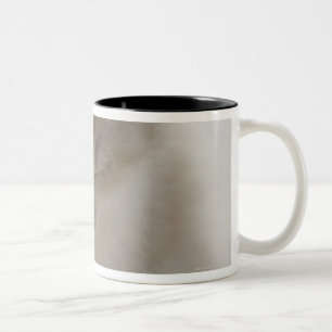Tasse 2 Couleurs Sommeil fatigué de chaton