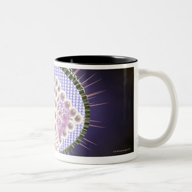 Tasse 2 Couleurs Structure 2 de virus du herpès (Droit)