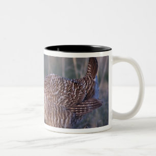 Tasse 2 Couleurs Tétras des prairies, Tympanuchus