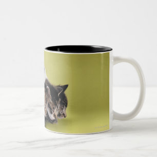 Tasse 2 Couleurs Trois chatons s'étreignant