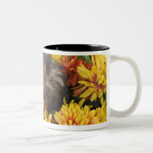 Tasse 2 Couleurs Un chiot de Yorkie-Poo dans un panier d'artificiel