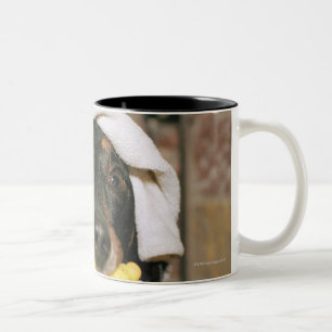 Tasse 2 Couleurs Un teckel étant baigné