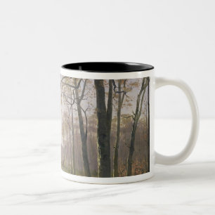 Tasse 2 Couleurs Une clairière dans un bois automnal, 1890
