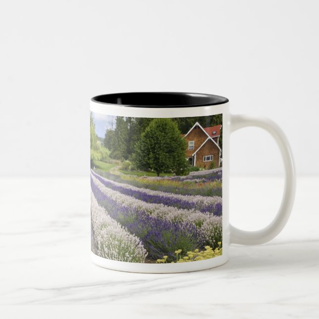 Tasse 2 Couleurs USA, WA, Sequim, Purple Haze Lavender Farm (Droit)