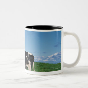 Tasse 2 Couleurs Vache du Holstein se tenant dans le domaine,