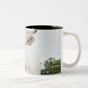 Tasse 2 Couleurs Vache se tenant dans le domaine herbeux