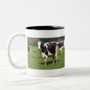 Tasse 2 Couleurs Vaches Holstein dans un champ en Bretagne