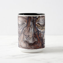 Veines et muscles principaux