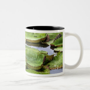 Tasse 2 Couleurs Vitoria Regis, nénuphars géants dans l'Amazone