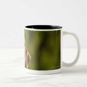 Tasse 2 Couleurs Weimaraner