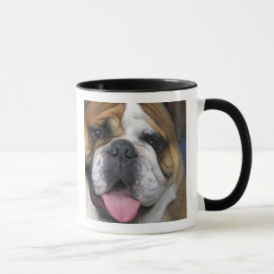 Tasse A English bulldog en Belgique.