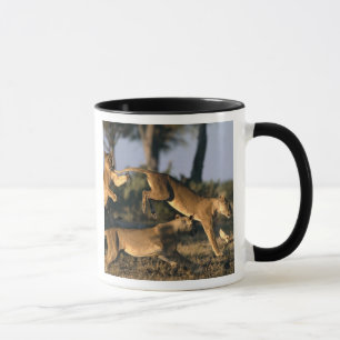 Tasse Afrique, Botswana, Parc national de Chobe, Lionnes