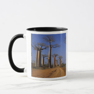 Tasse Afrique, Madagascar, Morondava, avenue Baobab.