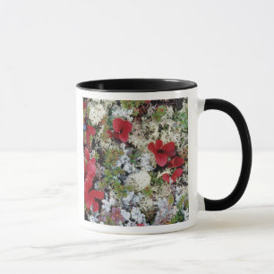 Tasse Alaska, Parc national de Denali, la toundra arctiq