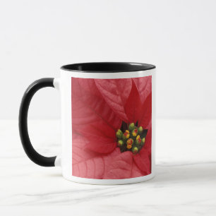 Tasse Amérique du Nord, États-Unis, WA, Woodinville, Rou