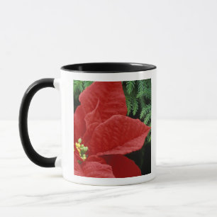 Tasse Amérique du Nord, États-Unis, WA, Woodinville, Rou