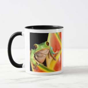 Tasse Amérique du Sud, Équateur, Amazonie. Grenouille ar