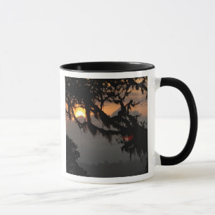 Tasse Amérique du Sud, Équateur, scène de forêt nuageuse
