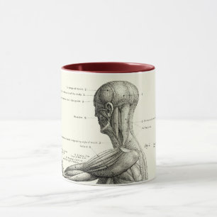 Tasse Anatomie humaine, muscles du corps humain
