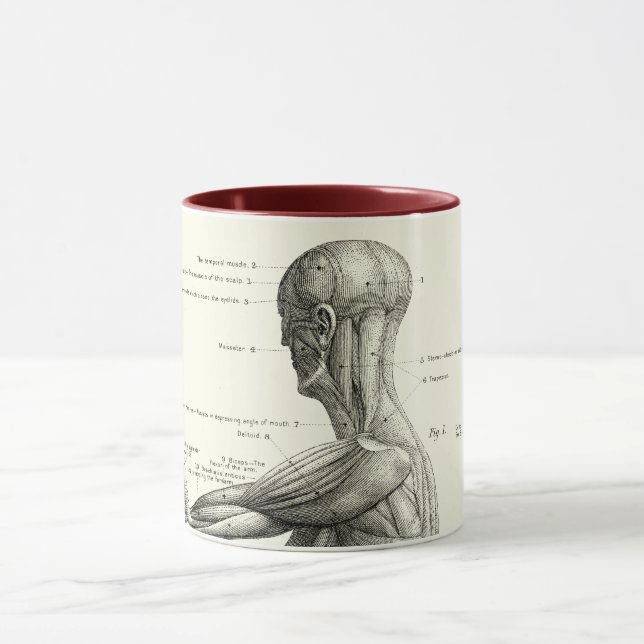 Tasse Anatomie humaine, muscles du corps humain (Centre)