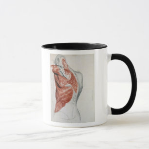 Tasse Anatomie humaine ; Muscles du torse et de l'épaule