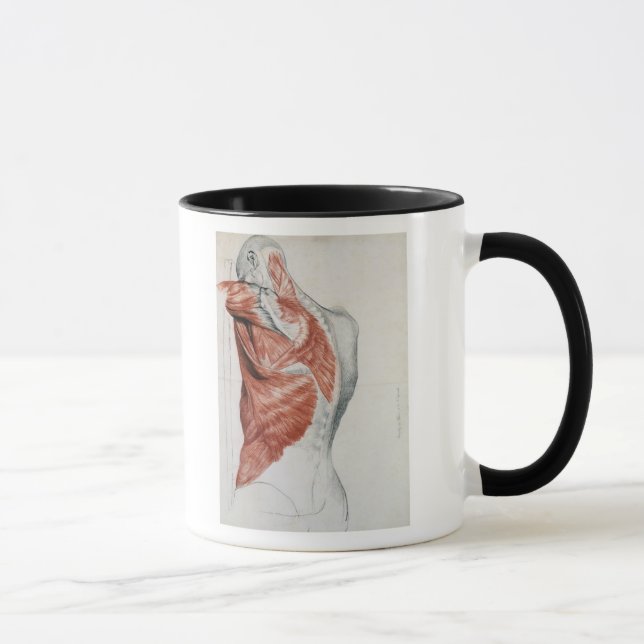 Tasse Anatomie humaine ; Muscles du torse et de l'épaule (Droite)
