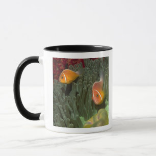Tasse Anemonefish rose dans l'actinie de Magnificant