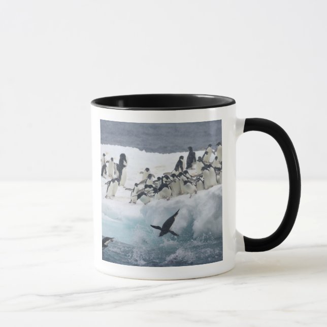 Tasse Antarctique, île Paulet. Pingouins d'Adelie (Droite)