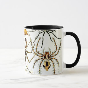Tasse Araignées ou arachnides vintage par Ernst Haeckel