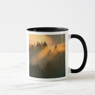 Tasse Arbres de séquoia dans le brouillard côtier, comté