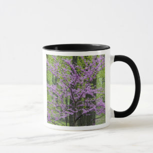 Tasse Arbres rouges en pleine floraison printanière pr