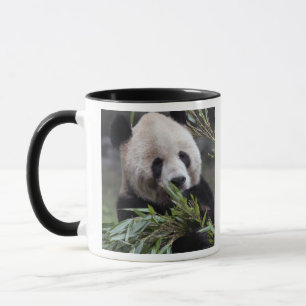 Tasse Asie, Chine Chongqing. Panda géant