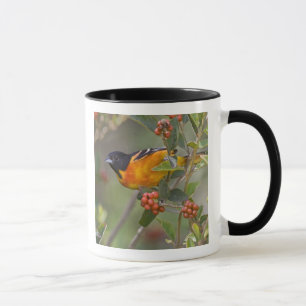 Tasse Baltimore Oriole