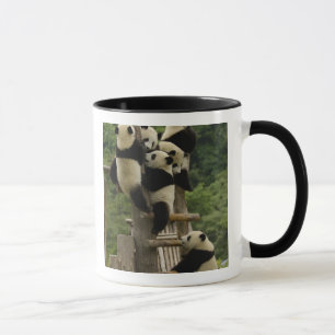 Tasse Bébés de panda géant (Ailuropoda melanoleuca)