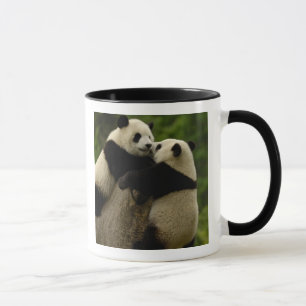 Tasse Bébés pandas géants (Ailuropoda melanoleuca)