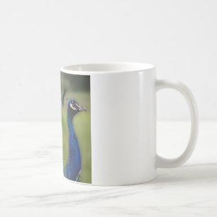 Tasse blanche classique Photo Paon