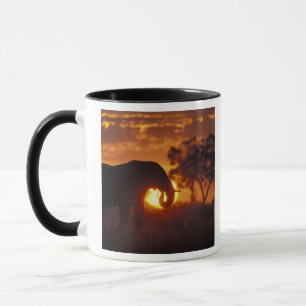 Tasse Botswana, parc national de Chobe, éléphant mâle