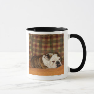 Tasse bouledogue se trouvant sur un sofa