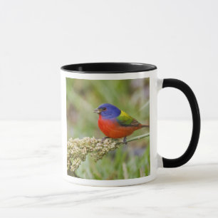 Tasse Bunting peint (ciris passeriens) alimentation mâle