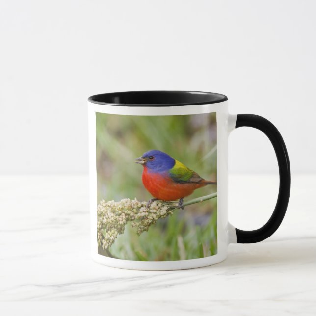 Tasse Bunting peint (ciris passeriens) alimentation mâle (Droite)