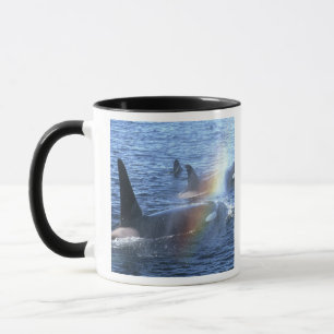 Tasse Canada, Colombie-Britannique, détroit de Johnstone