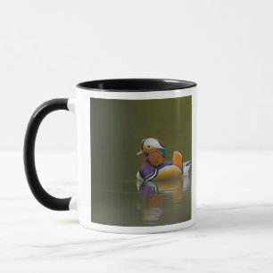 Tasse Canard mandarin sauvage (Aix galericulata) sur fon